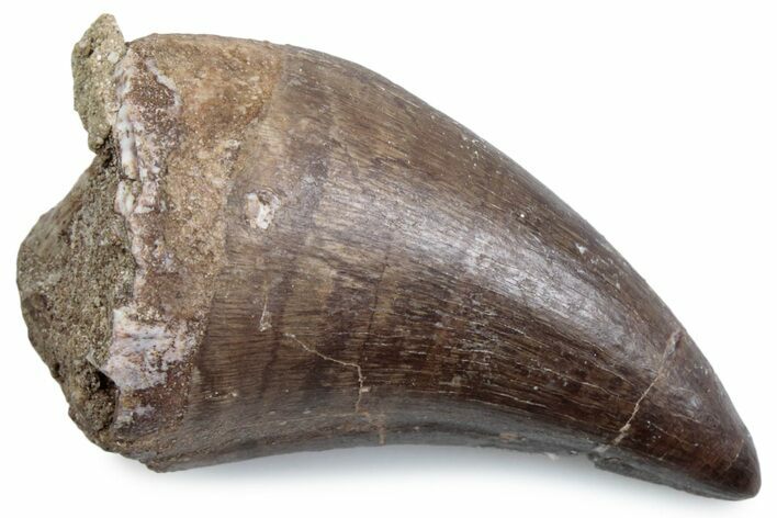 Fossil Prognathodontid Mosasaur Tooth - Morocco #384072